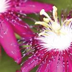 A Passion Flower. This amazing herb has been used for its health benefits for hundreds of years.