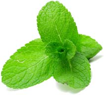 The Lung Cleansing Benefits of Peppermint