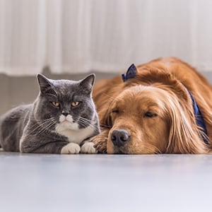 A dog and a cat sitting. Allergens in your pet's dander can impact your sinus health.