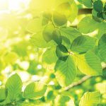 Green leaves on a tree branch. Phytochemicals are chemical compounds produced by plants that can have great health benefits.