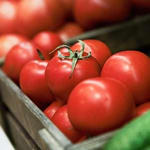 A bucket of tomatoes. Grocery stores use PLU code to manage their inventory of vegetables and fruits.