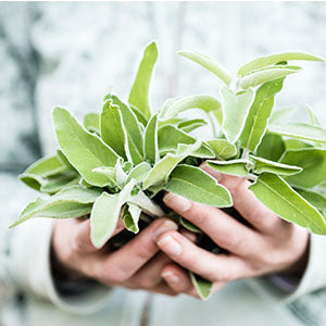 A woman holding sage leaves. Safe is a natural remedy for bad breath.