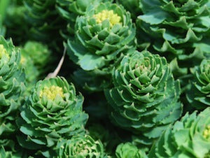 The Mental Health Benefits of Rhodiola rosea