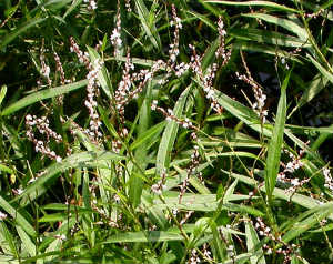 Smartweed Polygonum hydropiperoides