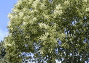 sophora japonica japanese pagoda tree