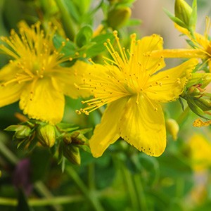 A St. John's Wort plant. Mental wellness is one of the St. John's Wort Benefits