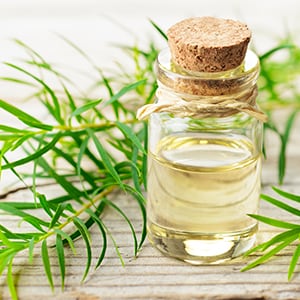 Tea tree oil is an essential oil with many health benefits.