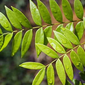 Tongkat Ali was used as an aphrodisiac and considered a therapeutic herb.