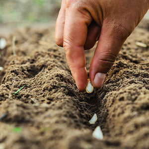 Someone planting with diatomaceous earth.