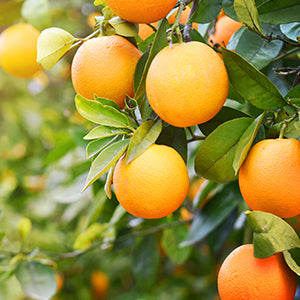 An orange tree. Oranges are high in vitamin C, which is great for heart health.