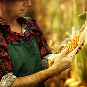 A farmer tending to his corn crops.