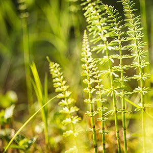 This ground horsetail may be used in several wellness-supporting ways because of all its potent natural health benefits.