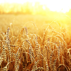 A field of wheat.