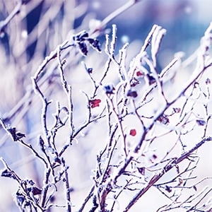 A tree branch with full of snow. Cold and flu season are around the corner and so are winter allergies.