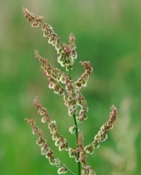 Chenopodium ambrosioides American Wormseed