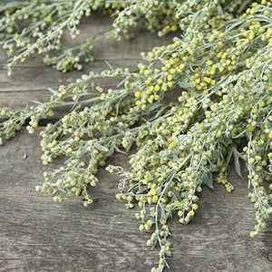 A wormwood plant. A benefit of wormwood is that it produces an environment that is toxic to harmful organisms.